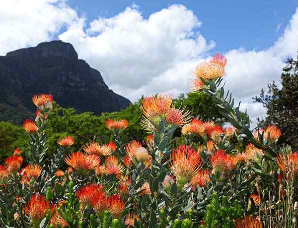 Kirstenbosch Botanical Gardens Protea Flowers