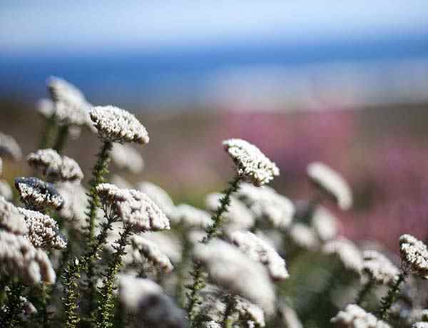 White Flowers from the Western Cape Fynbos
