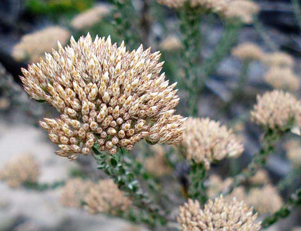 Fynbos close-up
