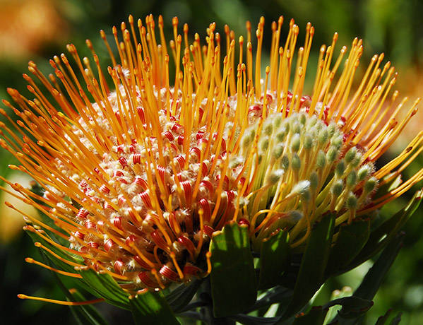 pincushion_01