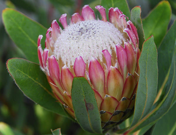 protea_01