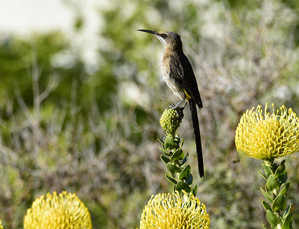 sugerbird